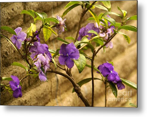 Adobe-wall Metal Print featuring the photograph Adobe Garden Wall by Linda Shafer