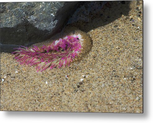 Tide Pool Metal Print featuring the photograph Aggregating Anemone by Jim Zablotny