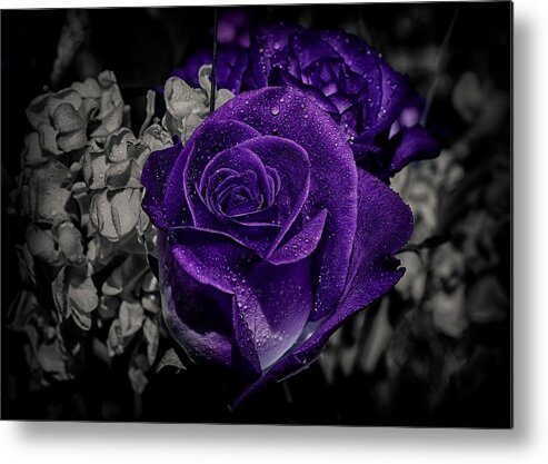Roses Metal Print featuring the photograph All About Colors by Elaine Malott