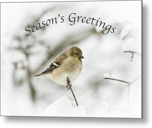 American Goldfinch Metal Print featuring the photograph American Goldfinch - Season's Greetings by Holden The Moment