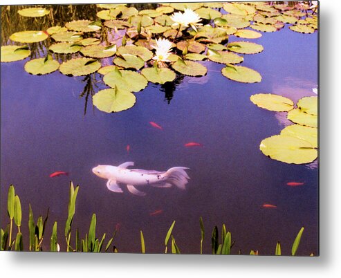 Fish Metal Print featuring the photograph Among The Lilies by Jan Amiss Photography