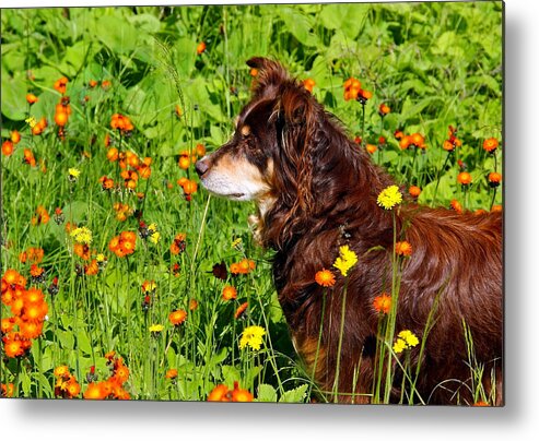 Dog Metal Print featuring the photograph An Aussie's Thoughtful Moment by Debbie Oppermann