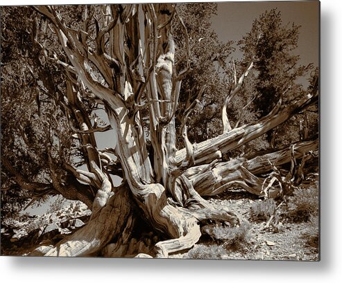 Bristlecone Pine Metal Print featuring the photograph Ancient Bristlecone Pine Tree, Composition 5 sepia tone, Inyo National Forest, California by Kathy Anselmo