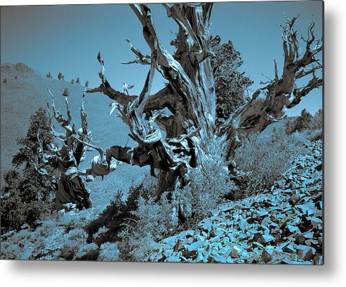 Bristlecone Pine Metal Print featuring the photograph Ancient Bristlecone Pine Tree, Composition 7 duo tone cyanotype, Inyo National Forest, California by Kathy Anselmo