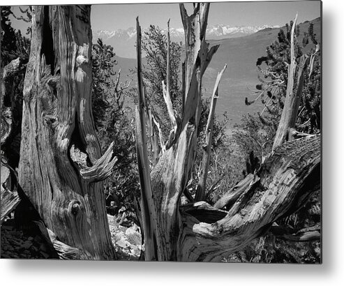 Bristlecone Pine Metal Print featuring the photograph Ancient Bristlecone Pine Tree, Composition 8, Inyo National Forest, White Mountains, California by Kathy Anselmo