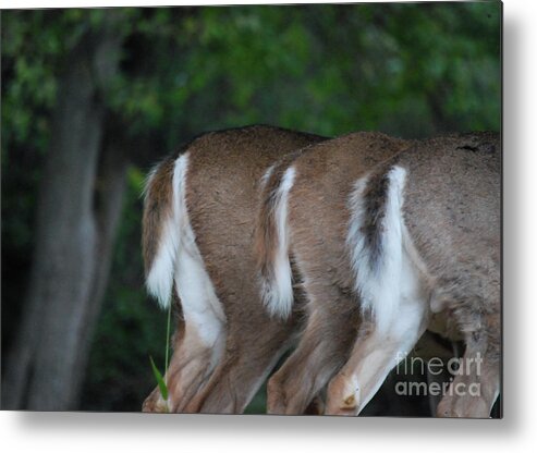 Deer Metal Print featuring the photograph And The Butts Have It by Lori Tambakis