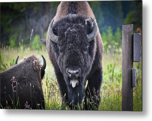 Yellowstone Metal Print featuring the photograph Angry Bison by Greg Norrell