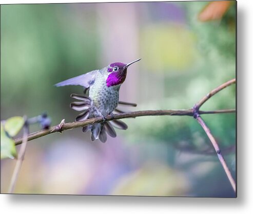 Anna's Hummingbird Metal Print featuring the photograph Anna's Hummingbird stretching by Kathy King