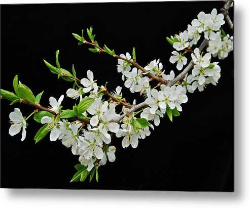 Apple Metal Print featuring the photograph Apple Blossoms 2 by Michael Peychich