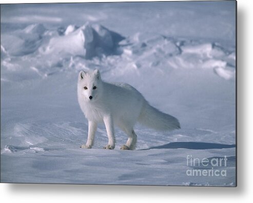 00342970 Metal Print featuring the photograph Arctic Fox on the North Slope by Yva Momatiuk John Eastcott