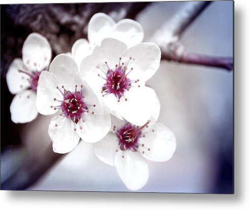 Delicate Metal Print featuring the photograph Art of Spring by Milena Ilieva