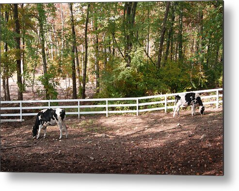 Digital Art Photography Metal Print featuring the photograph Artistic Dairy Cows by Margie Avellino