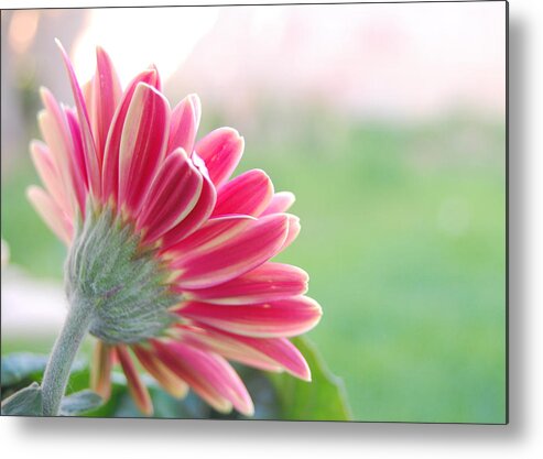 Flower Metal Print featuring the photograph Aspiring by Amy Fose
