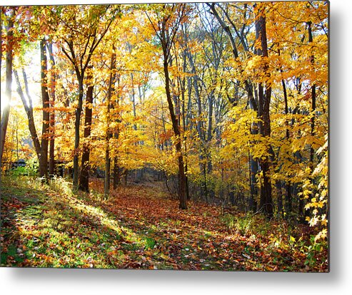 Autum Metal Print featuring the photograph Autum Afternoon by Peter McIntosh