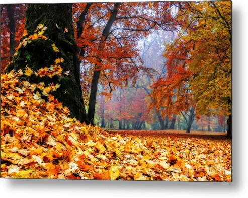 Autumn Metal Print featuring the photograph Autumn In The Woodland by Hannes Cmarits