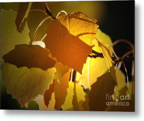 Leaves Metal Print featuring the photograph Autumn Leaves by Sharon Talson