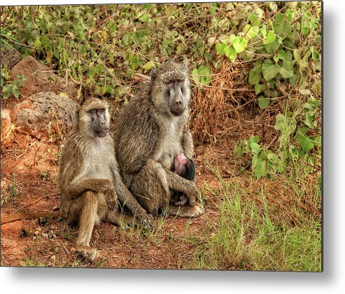 Africa Metal Print featuring the photograph Baboon Family in Kenya by Mitchell R Grosky