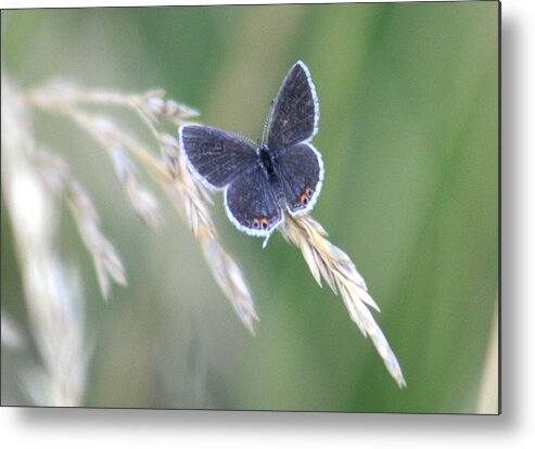 Bug Metal Print featuring the photograph Baby Blue by David Dunham