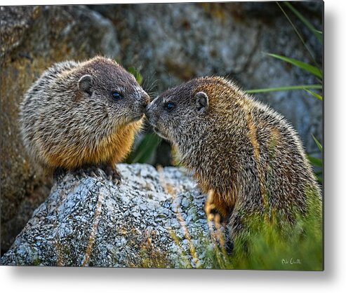 Baby Animals Metal Print featuring the photograph Baby Groundhogs Kissing by Bob Orsillo