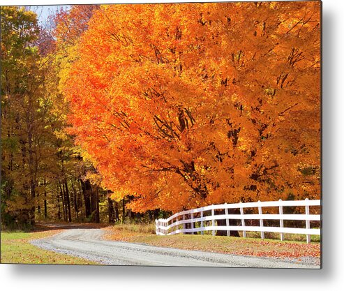 Autumn Metal Print featuring the photograph Back Road Autumn Maples by Alan L Graham
