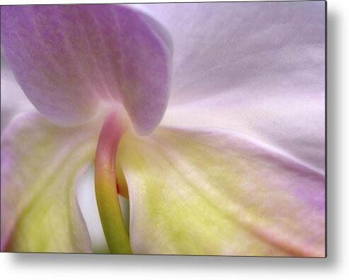 Orchids Metal Print featuring the photograph Backlit Orchid by Michael Hubley
