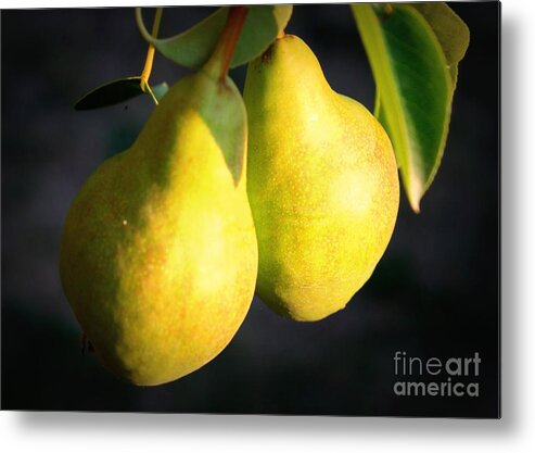 Food Metal Print featuring the photograph Backyard Garden Series - Two Pears by Carol Groenen