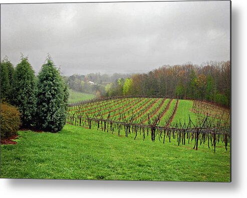 Wine Vineyard Metal Print featuring the photograph Bare Vineyard by Rob Smith's