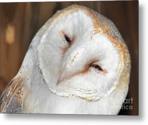 Owl Metal Print featuring the photograph Barn Owl by Lydia Holly
