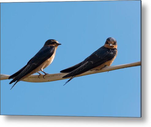 Barn Swallows Metal Print featuring the photograph Barn Swallows by Holden The Moment