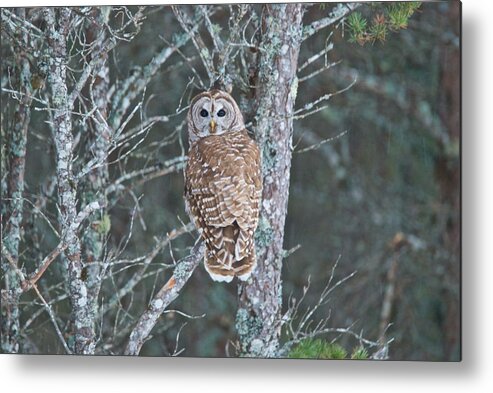  Barred Owl Metal Print featuring the photograph Barred Owl 1396 by Michael Peychich