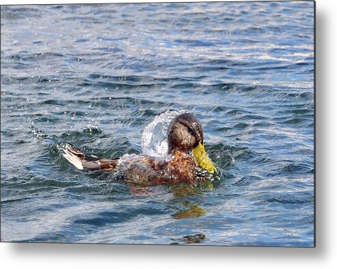 Duck Metal Print featuring the photograph Bath time by Glenn Gordon