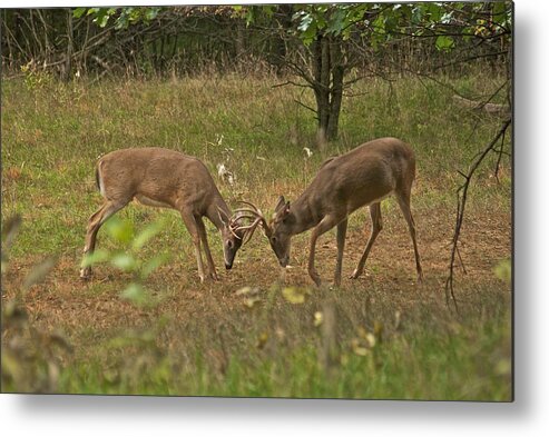 Whitetail Metal Print featuring the photograph Battling Whitetails 0102 by Michael Peychich