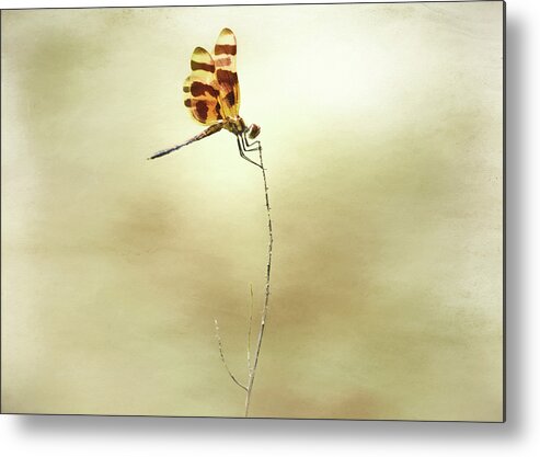 Dragonfly Metal Print featuring the photograph Beautiful Dragonfly by Steven Michael