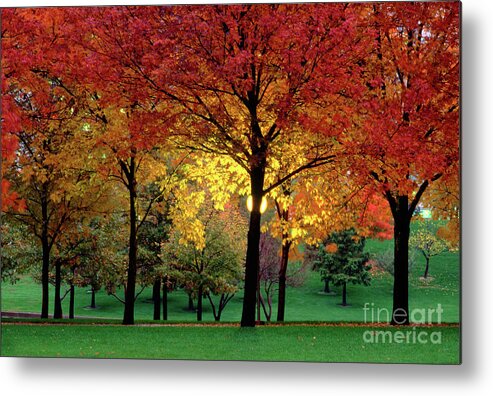Autumn Metal Print featuring the photograph Beautiful Light at the Park in St. Louis in Autumn by Wernher Krutein