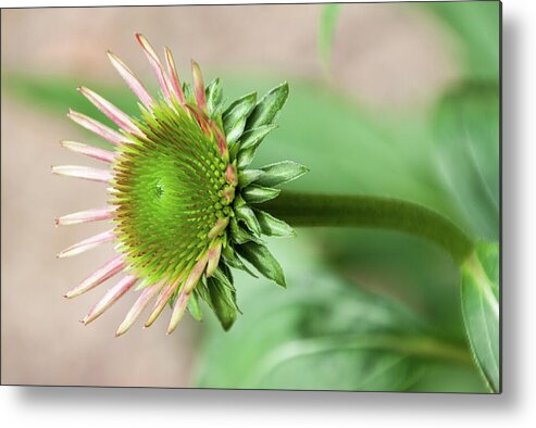 Echinacea Metal Print featuring the photograph Becoming Echinacea - by Julie Weber