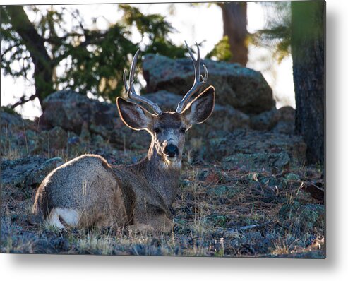 Mule Deer Metal Print featuring the photograph Bed Down For The Evening by Mindy Musick King