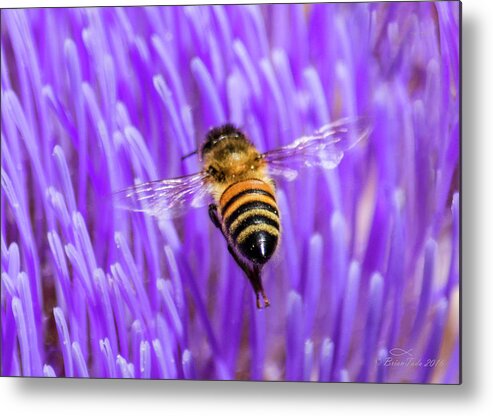 Bee Metal Print featuring the photograph Bee with Artichoke Bloom by Brian Tada