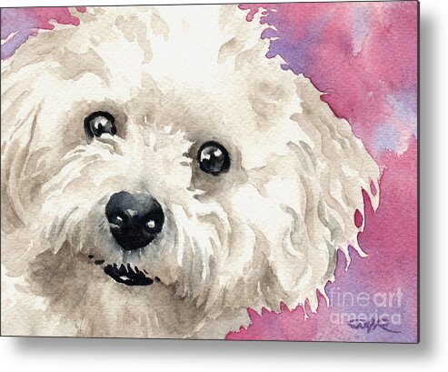 Bichon Metal Print featuring the painting Bichon Frise by David Rogers