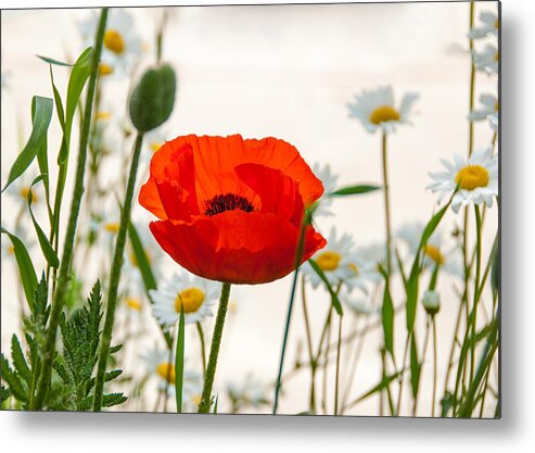 Poppy Metal Print featuring the photograph Big Red Poppy by Carolyn D'Alessandro