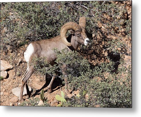 Bighorn Sheep Metal Print featuring the photograph Bighorn Ram by Richard Lynch