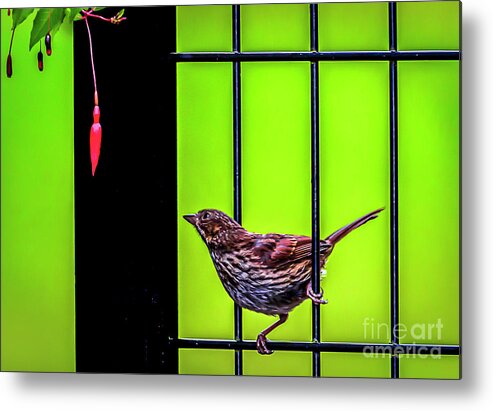 Birds Metal Print featuring the photograph Bird and red fuchsia flower by Sal Ahmed