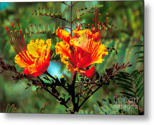 Flower Metal Print featuring the photograph Bird Of Paradise by Robert Bales