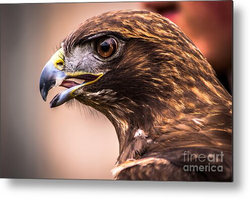Raptor Metal Print featuring the photograph Bird of Prey Profile by Blake Webster