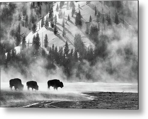 American Bison Metal Print featuring the photograph Bison in Winter by Max Waugh