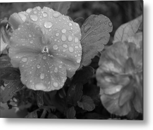 Flower Metal Print featuring the photograph Black and White Dewy Pansy 1 by Amy Fose