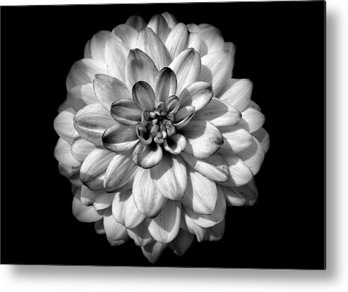 Black And White Metal Print featuring the photograph Black and white flower 2 by Lilia S