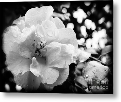 Botanical Metal Print featuring the photograph Black and White Rose of Sharon by Eva Thomas