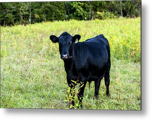 Angus Metal Print featuring the photograph Black Angus Steer by Kevin Gladwell