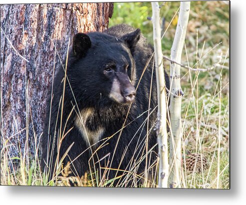 California Metal Print featuring the photograph Black Bear Stare by Marc Crumpler