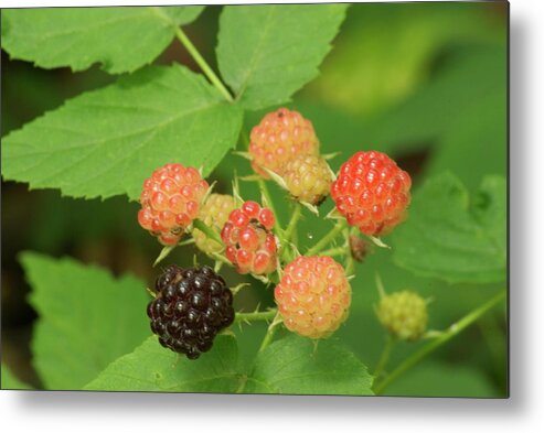 Black Berries Metal Print featuring the photograph Black Berries by Michael Peychich